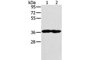 Western Blot analysis of Mouse heart and muscle tissue using GNAT3 Polyclonal Antibody at dilution of 1:400 (GNAT3 antibody)