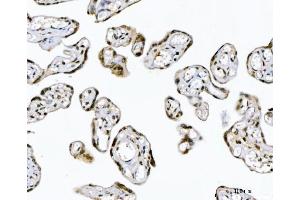 IHC analysis of GADD45B using anti-GADD45B antibody (ABIN7603219). (GADD45B antibody  (N-Term))