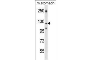 Western blot analysis in mouse stomach tissue lysates (35ug/lane). (LAMC2 antibody  (AA 941-970))