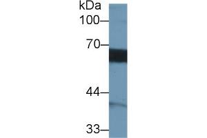 Detection of MMP3 in Human Hela cell lysate using Monoclonal Antibody to Matrix Metalloproteinase 3 (MMP3) (MMP3 antibody  (AA 363-477))