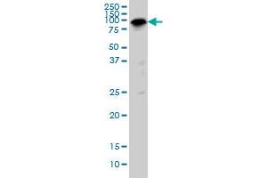 SP1 monoclonal antibody (M01A), clone 4H6 Western Blot analysis of SP1 expression in IMR-32 . (SP1 antibody  (AA 89-198))