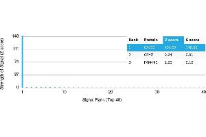 Protein Array (PAr) image for anti-Calbindin 2 (CALB2) antibody (ABIN7456140) (Calretinin antibody)