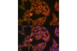 Immunofluorescence analysis of U-2 OS cells using NL1 Rabbit mAb (ABIN7269060) at dilution of 1:100 (40x lens). (NAP1L1 antibody)