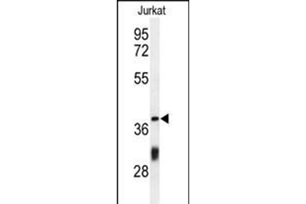 CCDC130 antibody  (AA 173-200)