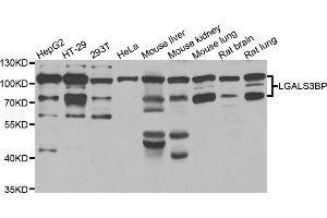 Western blot analysis of extracts of various cell lines, using LGALS3BP antibody (ABIN5974167) at 1/1000 dilution. (LGALS3BP antibody)