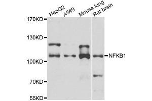 Western blot analysis of extracts of various cell lines, using NFKB1 antibody. (NFKB1 antibody)