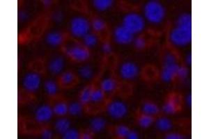 Immunofluorescence analysis of Mouse liver tissue using GAPDH Monoclonal Antibody at dilution of 1:200. (GAPDH antibody)