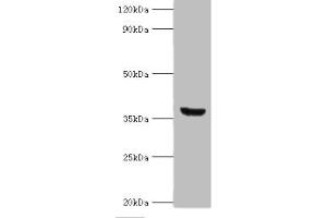Western blot All lanes: ANXA8L2 antibody at 18 μg/mL + HepG2 whole cell lysate Secondary Goat polyclonal to rabbit IgG at 1/10000 dilution Predicted band size: 37, 31 kDa Observed band size: 37 kDa (ANXA8L2 antibody  (AA 1-276))