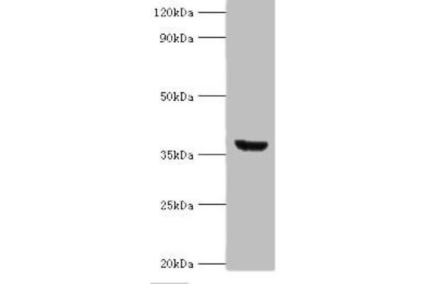 ANXA8L2 anticorps  (AA 1-276)