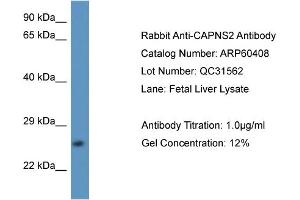 Western Blotting (WB) image for anti-Calpain, Small Subunit 2 (CAPNS2) (N-Term) antibody (ABIN2788439) (CAPNS2 antibody  (N-Term))