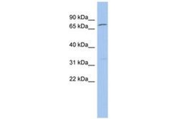 ZNF90 antibody  (AA 323-372)