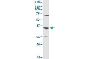 Aquaporin 7 antibody  (AA 1-342)