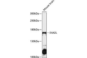 Western blot analysis of extracts of mouse brain, using INADL antibody (ABIN6134720, ABIN6142437, ABIN6142439 and ABIN6215633) at 1:1000 dilution. (PATJ antibody  (AA 1-100))