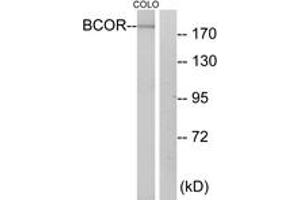 Western blot analysis of extracts from COLO cells, using BCOR Antibody. (BCOR antibody  (AA 1231-1280))