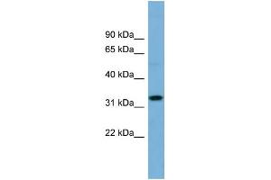 WB Suggested Anti-OR6C68 Antibody Titration:  0. (OR6C68 antibody  (N-Term))