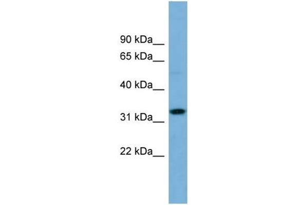 OR6C68 Antikörper  (N-Term)