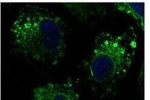 Anti-beta. (Calnexin antibody  (C-Term))