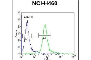 HIST1H1B Antibody (N-term) (ABIN651424 and ABIN2840231) flow cytometric analysis of NCI- cells (right histogram) compared to a negative control cell (left histogram). (Histone H1.5 antibody  (N-Term))