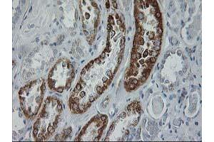 Immunohistochemical staining of paraffin-embedded Human Kidney tissue using anti-GATM mouse monoclonal antibody. (GATM antibody)