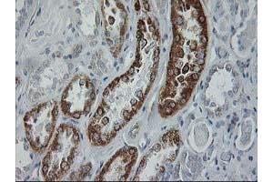 Immunohistochemical staining of paraffin-embedded Human Kidney tissue using anti-GATM mouse monoclonal antibody.
