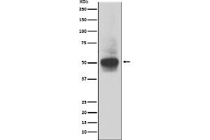 Western blot analysis of RUNX1/RUNX2/RUNX3 expression in MOLT4 cell lysate. (Recombinant RUNX1,RUNX2,RUNX3 antibody)