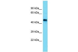 Host:  Rabbit  Target Name:  Seli  Sample Type:  Rat Small Intestine lysates  Antibody Dilution:  1. (EPT1 antibody  (N-Term))