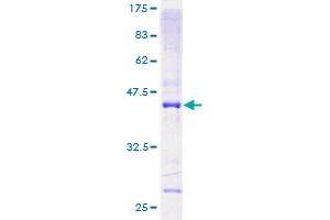 MRPL13 Protein (AA 1-178) (GST tag)