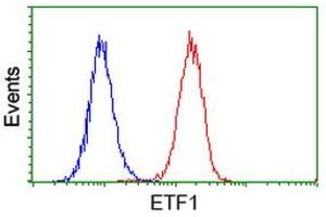 Image no. 1 for anti-Eukaryotic Translation Termination Factor 1 (ETF1) antibody (ABIN1498129) (ETF1 antibody)