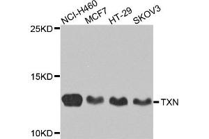 Western blot analysis of extracts of various cells, using TXN antibody. (TXN antibody)