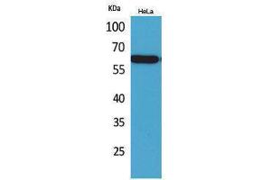 Western Blotting (WB) image for anti-Nectin cell adhesion molecule 3 (NECTIN3) (Internal Region) antibody (ABIN3187790) (nectin-3 antibody  (Internal Region))