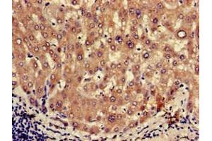 Immunohistochemistry of paraffin-embedded human liver tissue using ABIN7162423 at dilution of 1:100 (OXT antibody  (AA 27-123))