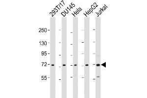 ZFP64 anticorps  (AA 244-279)