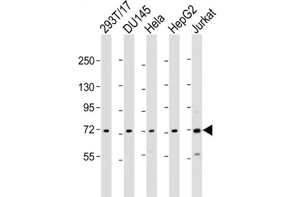 ZFP64 Antikörper  (AA 244-279)