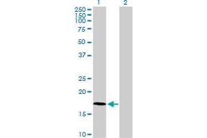 Western Blot analysis of FAM107A expression in transfected 293T cell line by FAM107A MaxPab polyclonal antibody. (FAM107A antibody  (AA 1-144))