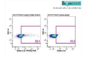 Arctic Ground Squirrel splenocytes stained with Anti-PPAR alpha Polyclonal Antibody, PE-CY5 Conjugated at 1:50. (PPARA antibody  (AA 301-400))