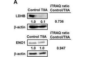 Western Blotting (WB) image for anti-Lactate Dehydrogenase B (LDHB) antibody (ABIN2855152)