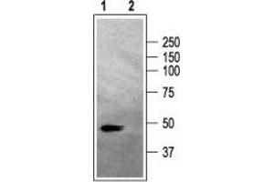 Western blot analysis of rat brain membranes: - 1. (GABRA2 antibody  (2nd Cytoplasmic Loop))