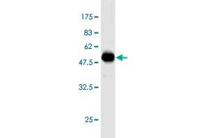 Western Blot detection against Immunogen (50. (EEF1B2 antibody  (AA 1-225))