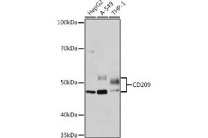 Western blot analysis of extracts of various cell lines, using CD209 Rabbit mAb (ABIN7266173) at 1:1000 dilution. (DC-SIGN/CD209 antibody)