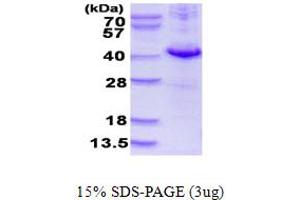 DUSP10 Protein (AA 149-482) (His tag)