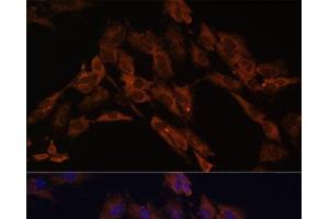 Immunofluorescence analysis of C6 cells using ENOX2 Polyclonal Antibody at dilution of 1:100. (ENOX2 antibody)