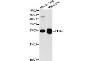 Western blot analysis of extracts of various cell lines, using GPX4 antibody (ABIN5970997) at 1/1000 dilution.
