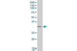 DLX1 antibody  (AA 181-254)