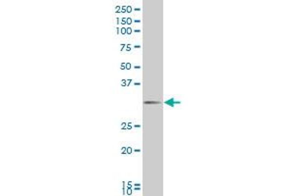 DLX1 antibody  (AA 181-254)