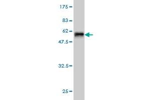 Western Blotting (WB) image for anti-Translocase of Outer Mitochondrial Membrane 34 (TOMM34) (AA 1-309) antibody (ABIN564751)