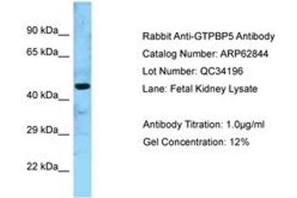 GTPBP5 antibody  (AA 130-179)