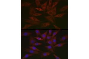 Immunofluorescence analysis of NIH/3T3 cells using DNPH1 Rabbit mAb (ABIN7266383) at dilution of 1:50 (40x lens). (RCL antibody)