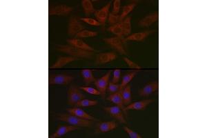 Immunofluorescence analysis of NIH/3T3 cells using DNPH1 Rabbit mAb (ABIN7266383) at dilution of 1:50 (40x lens). (RCL antibody)
