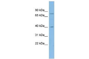WB Suggested Anti-CUX1 Antibody Titration:  0. (CUX1 antibody  (N-Term))