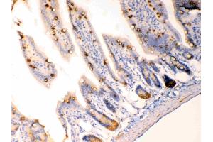 Anterior Gradient 2 was detected in paraffin-embedded sections of  mouse intestine tissues using rabbit anti- Anterior Gradient 2 Antigen Affinity purified polyclonal antibody (Catalog # ) at 1 µg/mL. (AGR2 antibody  (AA 21-175))